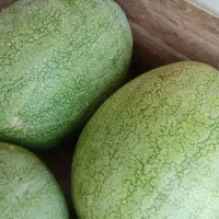 هندوانه گنبد