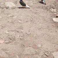 یه جفت کبوتر