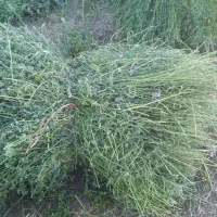 یونجه|لوازم جانبی حیوانات|اردبیل, |دیوار