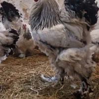 تخم نطفه دار