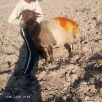 میش تازه از شیره صاف شده