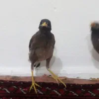 مرغ مینا