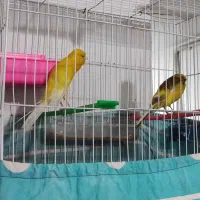 جفت قناری رسمی بلند