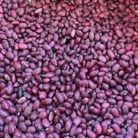 لوبیا قرمز زیر قیمت بازار
