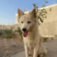 واگذاری اشپیتز روباهی