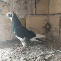 کبوتر گرفته شده