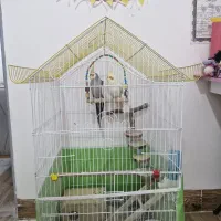 عروس هلندی