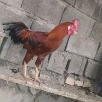 خروس لاری