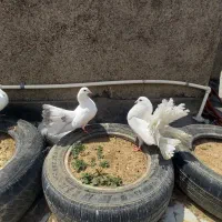 کبوتر دم چتری خوش یمن