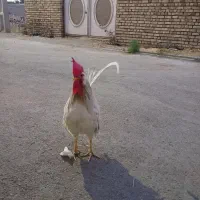دو عدد خروس
