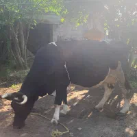 گاو‌ حامله