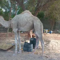 شتر نر 2 سال