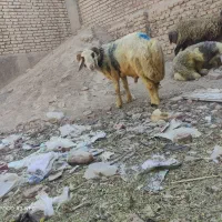 قوچ وشیشک