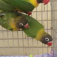 تعدادی طوطی برزیلی
