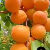 اجاره-باغ-زردآلو-والبالو