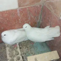 مرغ عشق|پرنده|مسجد سلیمان, |دیوار