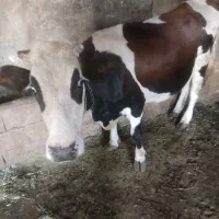 گاو شیری