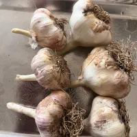 سیر محلی قرمز