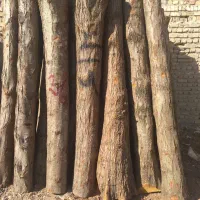 چوب توسکا +چوب سفید +چوب گاج