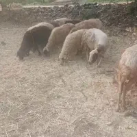 ۱۹سر مر آوس