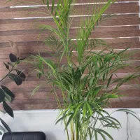 گل طبیعی اریکا واسه زیبایی خونت