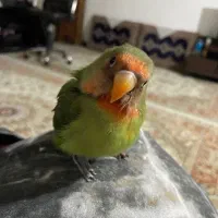 طوطی گمشده