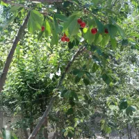 باغچه