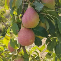 خریدار میوه باغ شما روی درخت