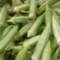بامیه درجه یک سرپل ذهاب