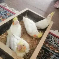 عروس هلندی