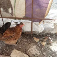 مرغ کرچ با چهار جوجه1800
