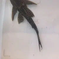 کت اسپرت