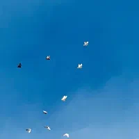 فروش تعدادی کبوتر