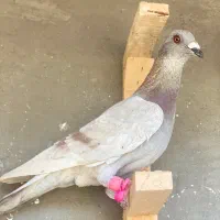 کبوتر صید پرشی