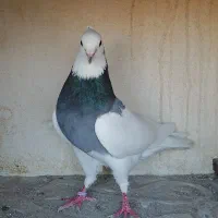 طوقی نر
