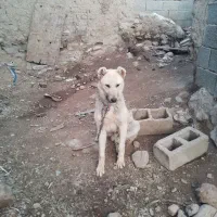 سگ‌سرابی