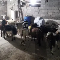 حیوانات