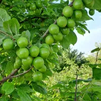 آلوچه سبز و قرمز