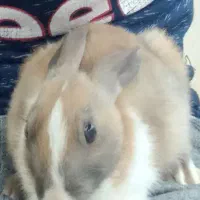 دوعددخرگوش بفروش میرسد