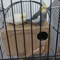 عروس هلندی