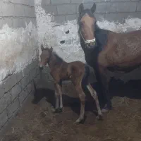 اسب مادیان باکره ماده درجه یک