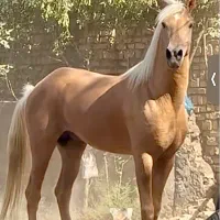 اسب نریان اصیل دره شوری طلایی(سمند)