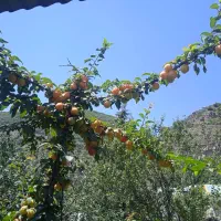 زمین خاورشهر صنایع دفاع سند دار