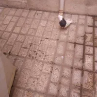 ماده طوقی سیاه