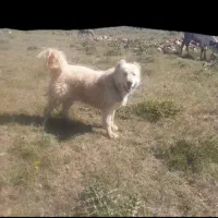سگ گله|سگ|دهگلان, |دیوار