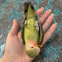 کوتوله برزیلی ۱ماهه