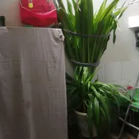 گل طبیعی بسیاربزرگ،ملکه ژاپنی اصل|گل و گیاه طبیعی|اصفهان, ابر|دیوار