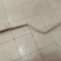 سنتر پژو