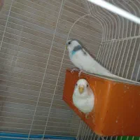 دو جفت مرغ عشق