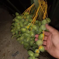خانه باغ ۲۰۰۰ متری